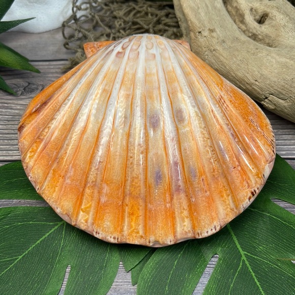 XL Real Double Closed Polished Lion Paws Shell White Coral Purple Beach Coastal - Picture 5 of 17